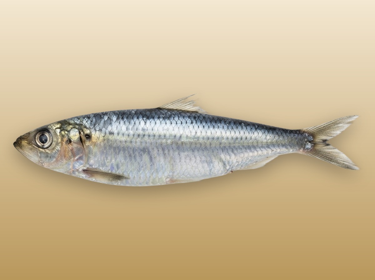 Сардина(Иваси)