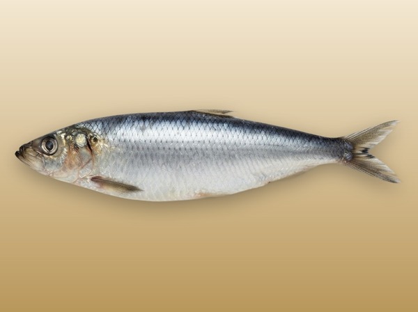 Сельдь НР (икряная 200-300 гр/шт)