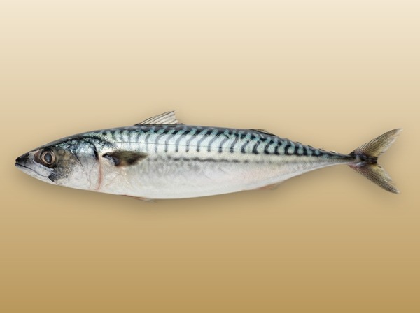 Скумбрия НР 400+