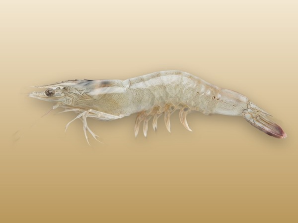 Креветки б/г ваннамей 21/25